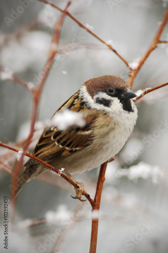 Songbird Tree Sparrow  Passer montanus  sitting on branch with snow  during winter