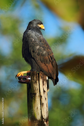 Zone-tailed Hawk, Buteo albonotatua, birds of prey sitting on the electricity pole, forest habitat in the background, Dominical, Costa Rica