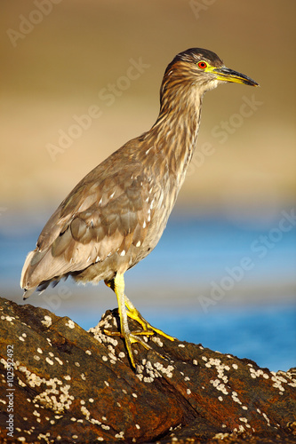 Night heron, Nycticorax nycticorax, grey water bird sitting in the stone coast, California, blue sea with beach in the background, USA 