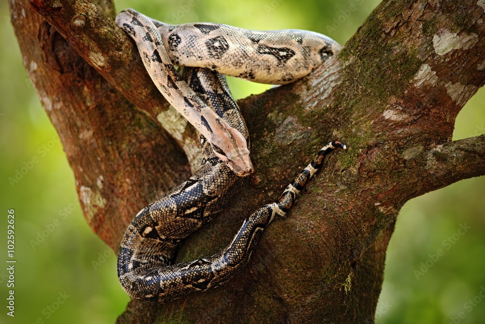 Naklejka premium Boa constrictor snake on the tree in the wild nature, Belize