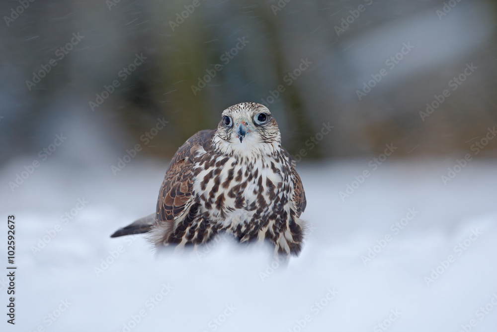 Naklejka premium Lanner Falcon, bird of prey with snowflake in cold winter, snow in the forest, animal in the nature habitat, France