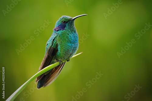 Green Violet-ear, Colibri thalassinus, Hummingbird with green leave in natural habitat, Panama © ondrejprosicky