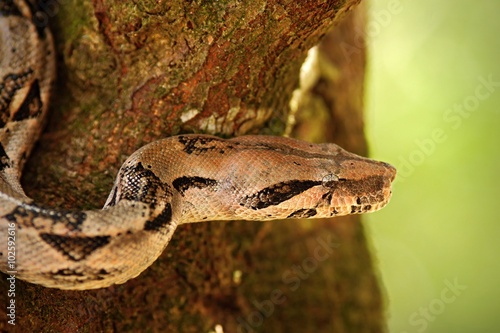 Portrait of Boa constrictor snake, Belize