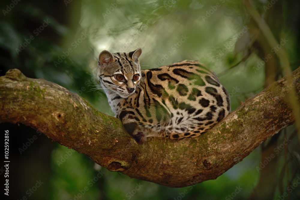 Obraz premium Nice cat margay sitiing on the branch in the costarican tropical forest
