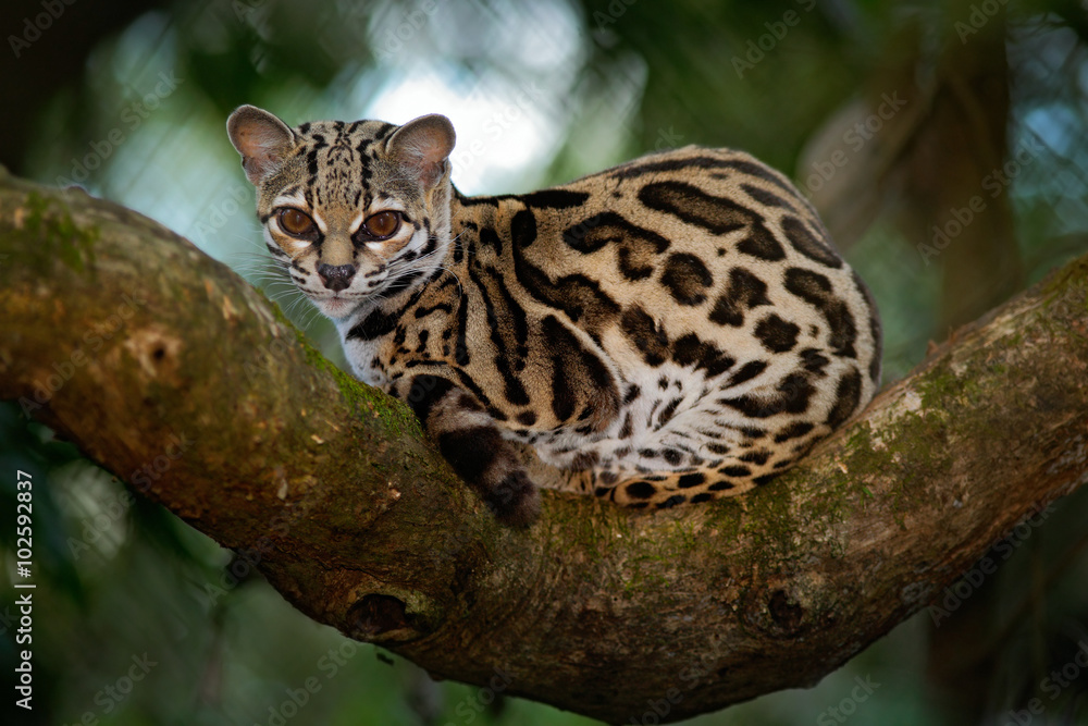 Naklejka premium Margay, Leopardis wiedii, beautiful cat sitiing on the branch in the costarican tropical forest