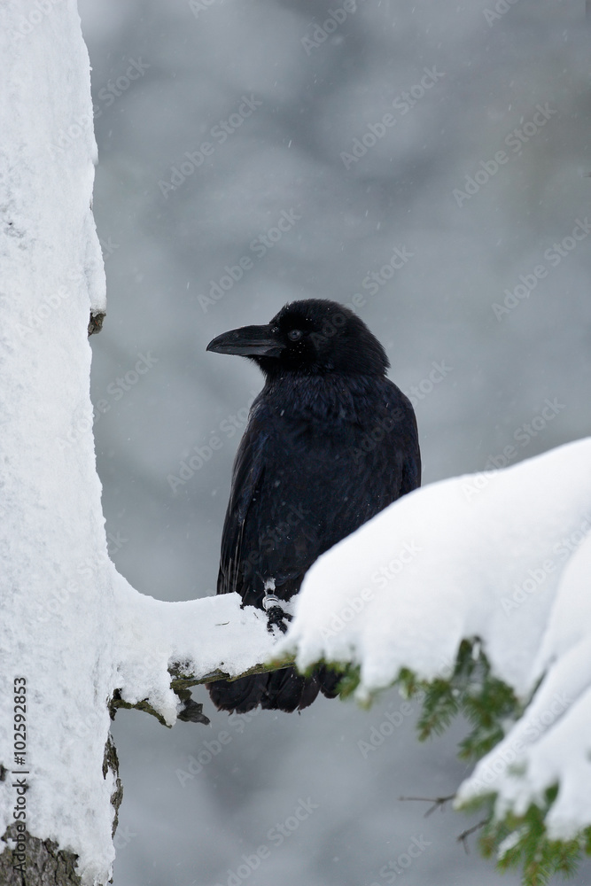 Black raven sitting on the snow tree during winter Black raven sitting on the snow tree during winter