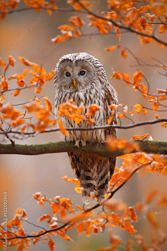 Obraz premium Grey Ural Owl, Strix uralensis, sitting on tree branch, at orange leaves oak autumn forest