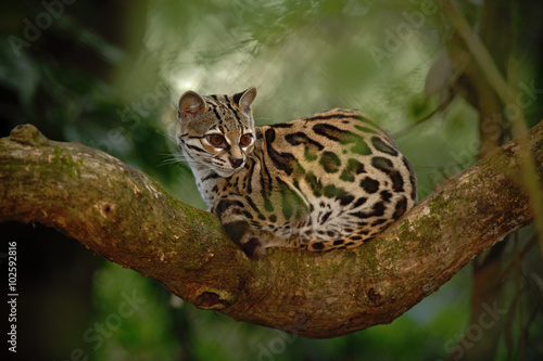 Nice cat margay sitiing on the branch in the costarican tropical forest photo