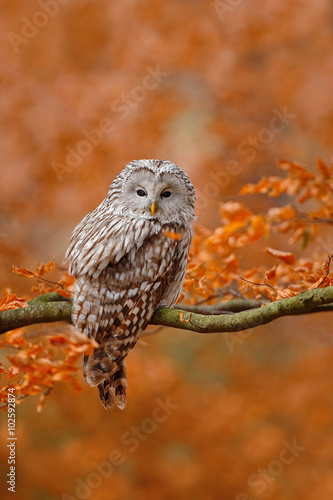 Ural Owl, Strix uralensis, sitting on tree branch, at orange leaves oak forest