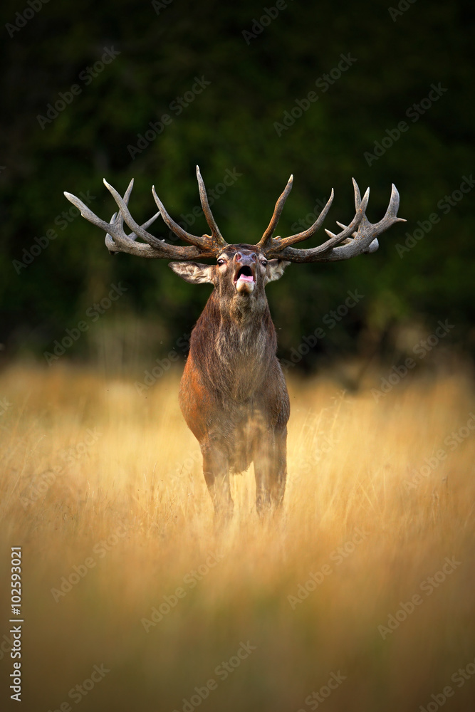 Naklejka premium Bellow majestic powerful adult red deer stag in autumn forest, Dyrehave, Denmark