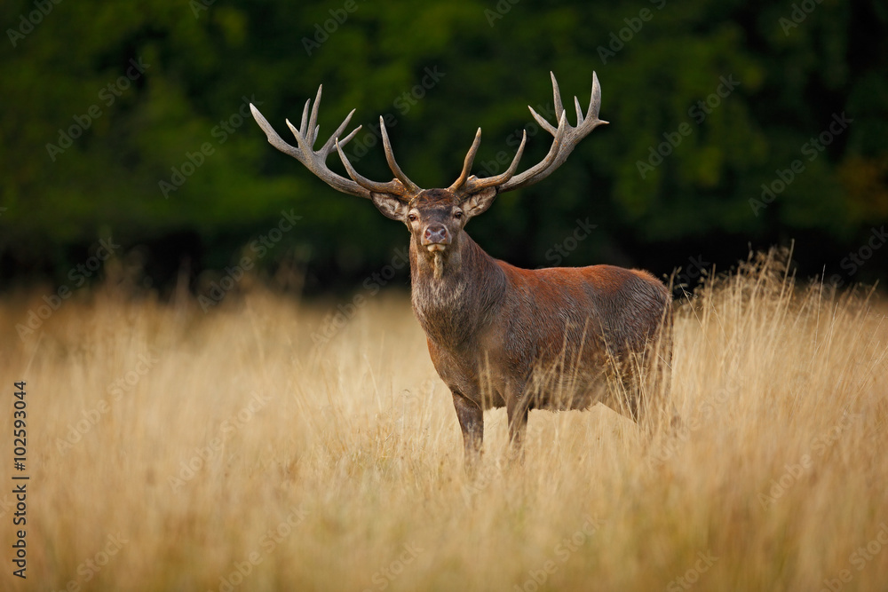 Naklejka premium Bellow majestic powerful adult red deer stag outside autumn forest, Dyrehave, Denmark