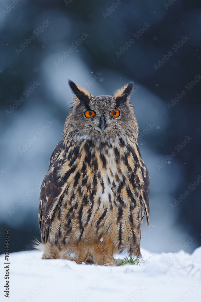 Fototapeta premium Big Eurasian Eagle Owl with snowy stump with snow flake during winter