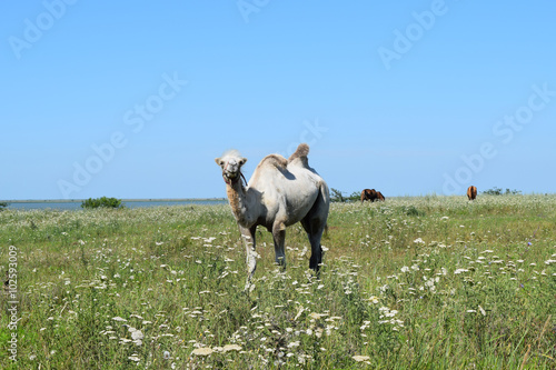 Fototapeta Naklejka Na Ścianę i Meble -  Camel on a pasture