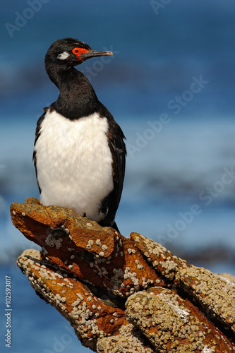 Rock Shag, Phalacrocorax magellanicus, black and white cormorant with red bill siting on the stone, blue sea in the background, Falkland Islands 