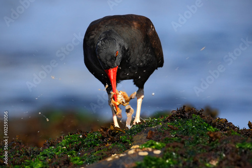 Blakish oystercatcher, Haematopus ater, with oyster in the bill, black water bird with red bill, feeding sea food, in the sea, Falkland Islands photo