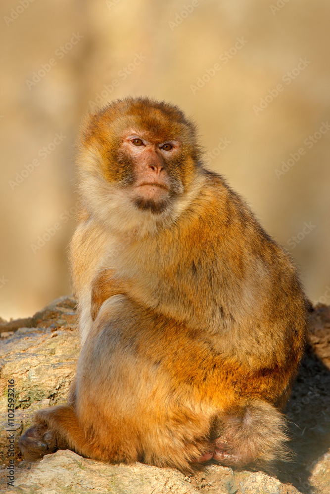 Barbary macaque, Macaca sylvanus, sitting on the rock, Gibraltar, Spain Barbary macaque, Macaca sylvanus, sitting on the rock, Gibraltar, Spain
