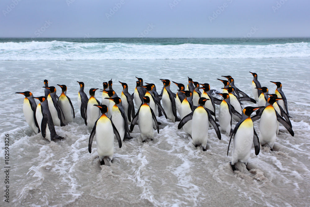 Obraz premium Group of king penguins coming back from sea tu beach with wave a blue sky