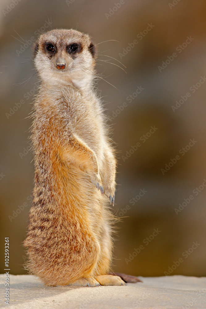 Fototapeta premium Cute Meerkat, Suricata suricatta, sitting on the stone