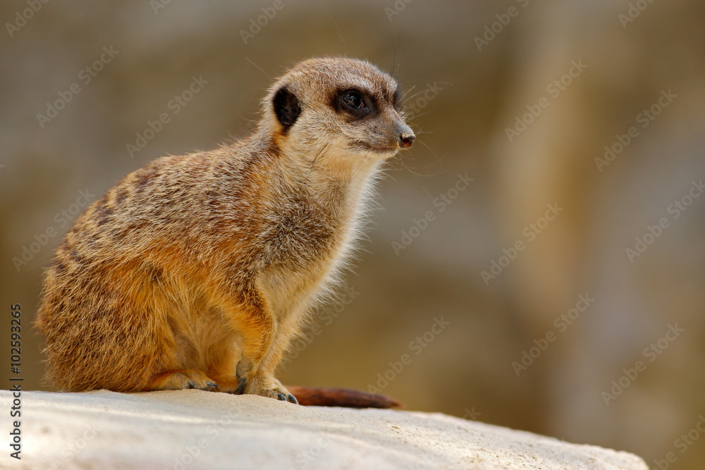 Fototapeta premium Cute Meerkat, Suricata suricatta, sitting on the stone