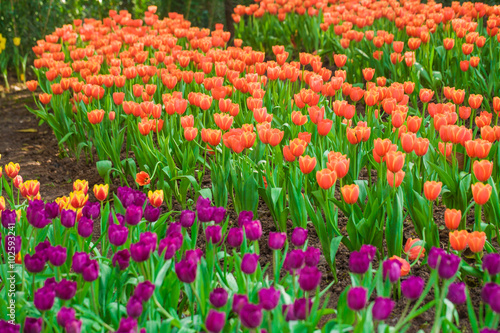 Beautiful bouquet of tulips © themorningglory