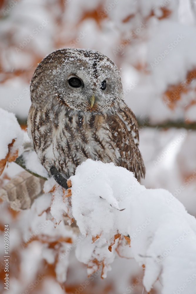 Fototapeta premium Bird Tawny owl sitting on orange oak branch with snow during cold winter 