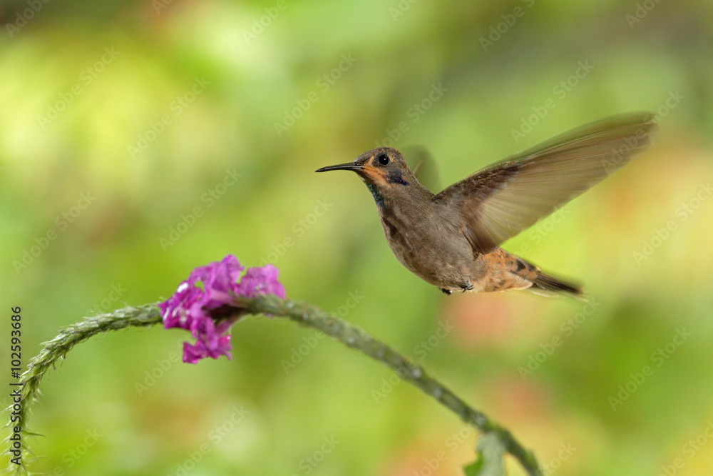 Fototapeta premium Hummingbird Brown Violet-ear, Colibri delphinae, flying next to beautiful pink flower, nice flowered orange green background, Costa Rica
