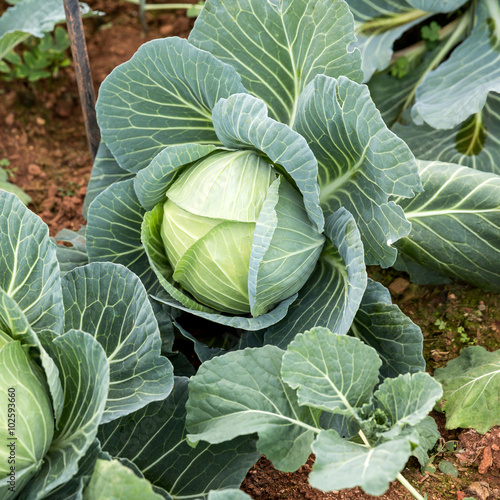 cabbage in the garden