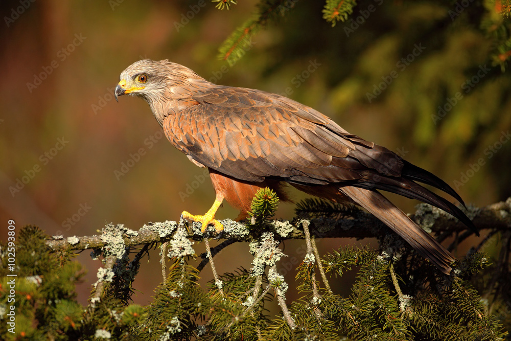 Obraz premium Black Kite, Milvus migrans, brown bird of prey sitting larch tree branch, animal in the habitat