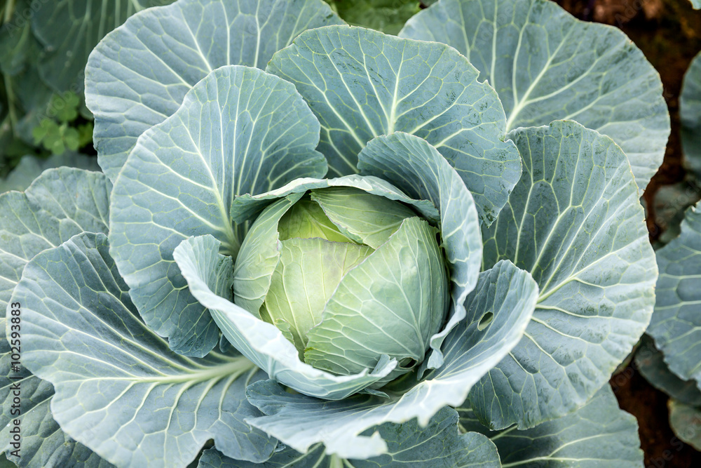 cabbage in the garden cabbage in the garden