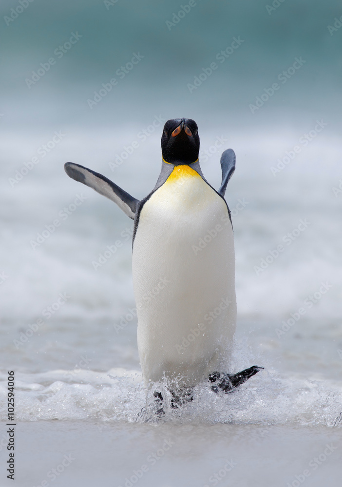 Obraz premium Big King penguin jumps out of the blue water while swimming through the ocean in Falkland Island