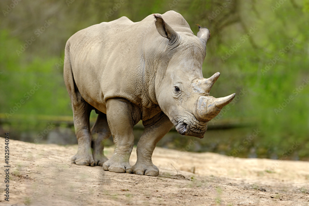 White rhinoceros, Ceratotherium simum, with big horn, Africa White rhinoceros, Ceratotherium simum, with big horn, Africa