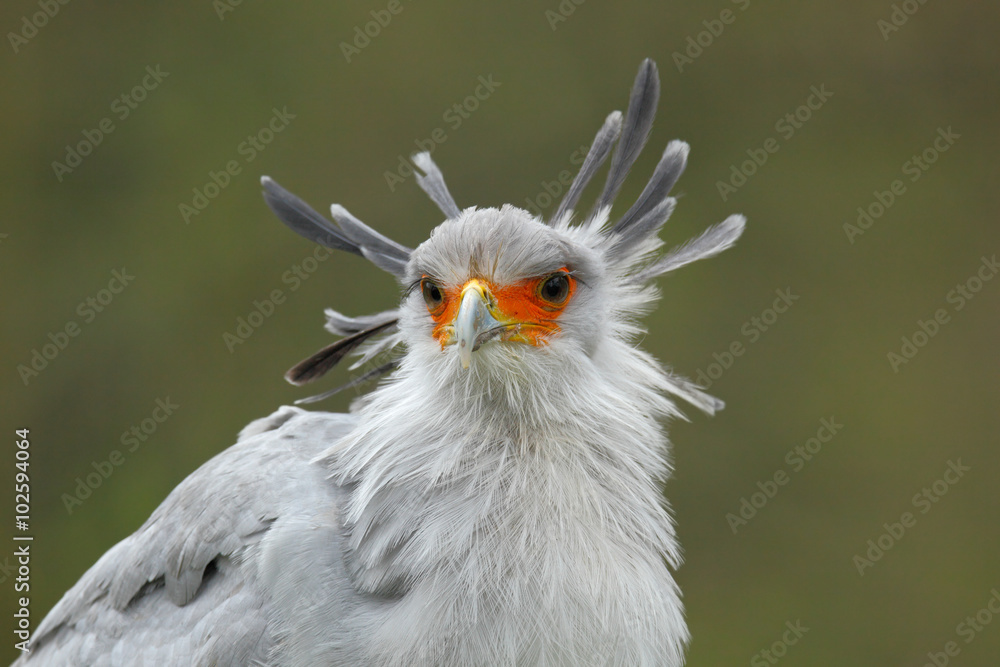 Fototapeta premium Secretary Bird, Sagittarius serpentarius, Portrait of nice grey bird of prey with orange face, Botswana, Africa