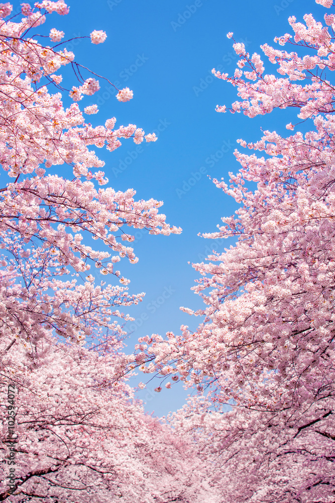 Fototapeta premium Kirschblüten vor blauem Himmel als Hintergrund im Hochformat