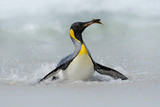 Big King penguin jumps out of the blue water while swimming through the ocean in Falkland Island
