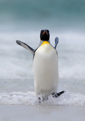 Fototapete Pinguin Königspinguin springt aus blauem Ozean  © ondrejprosicky