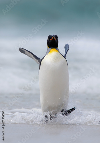 Big King penguin jumps out of the blue water while swimming through the ocean in Falkland Island