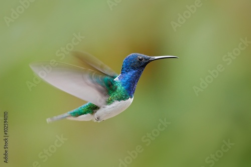 Flying blue and white hummingbird White-necked Jacobin, Florisuga mellivora, from Colombia, clear green background © ondrejprosicky
