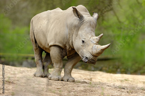 White rhinoceros  Ceratotherium simum  with big horn  Africa