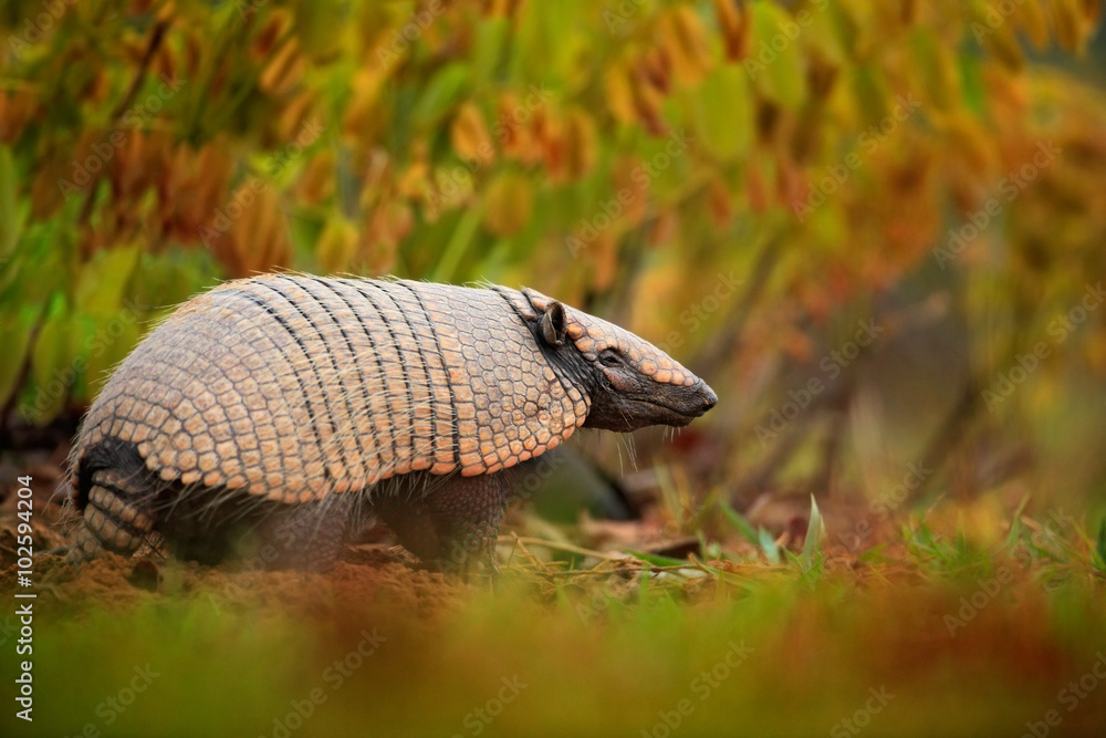 Southern Naked-tailed Armadillo, Cabassous unicinctus, strange rare animal with shell in the nature habitat, Pantanal, Brazil Southern Naked-tailed Armadillo, Cabassous unicinctus, strange rare animal with shell in the nature habitat, Pantanal, Brazil