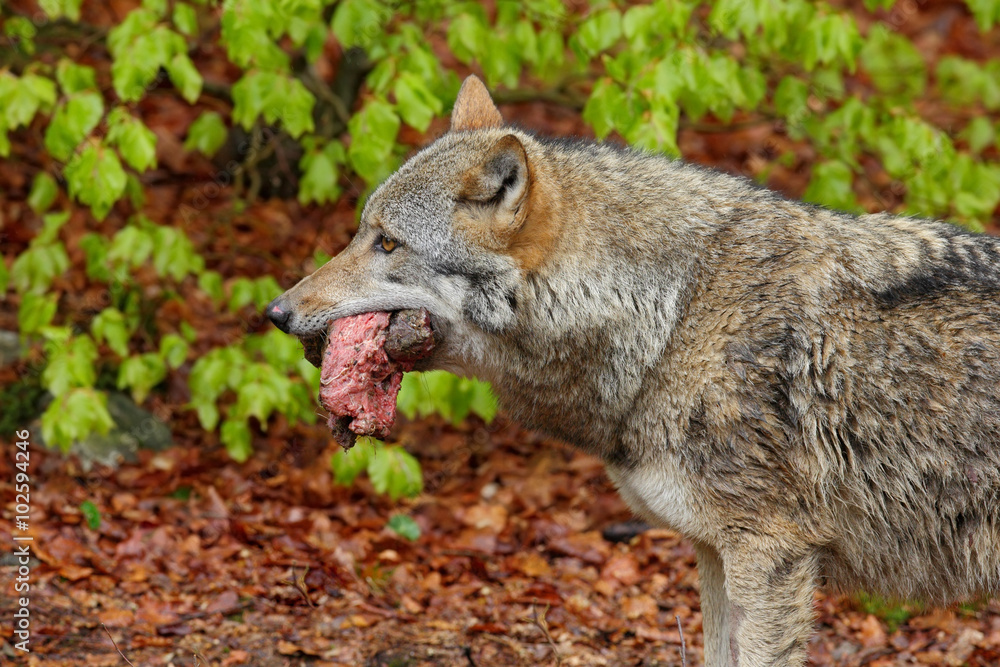 Gray wolf, Canis lupus, portrait with stuck out tongue, in the spring light green leaves forest Gray wolf, Canis lupus, portrait with stuck out tongue, in the spring light green leaves forest