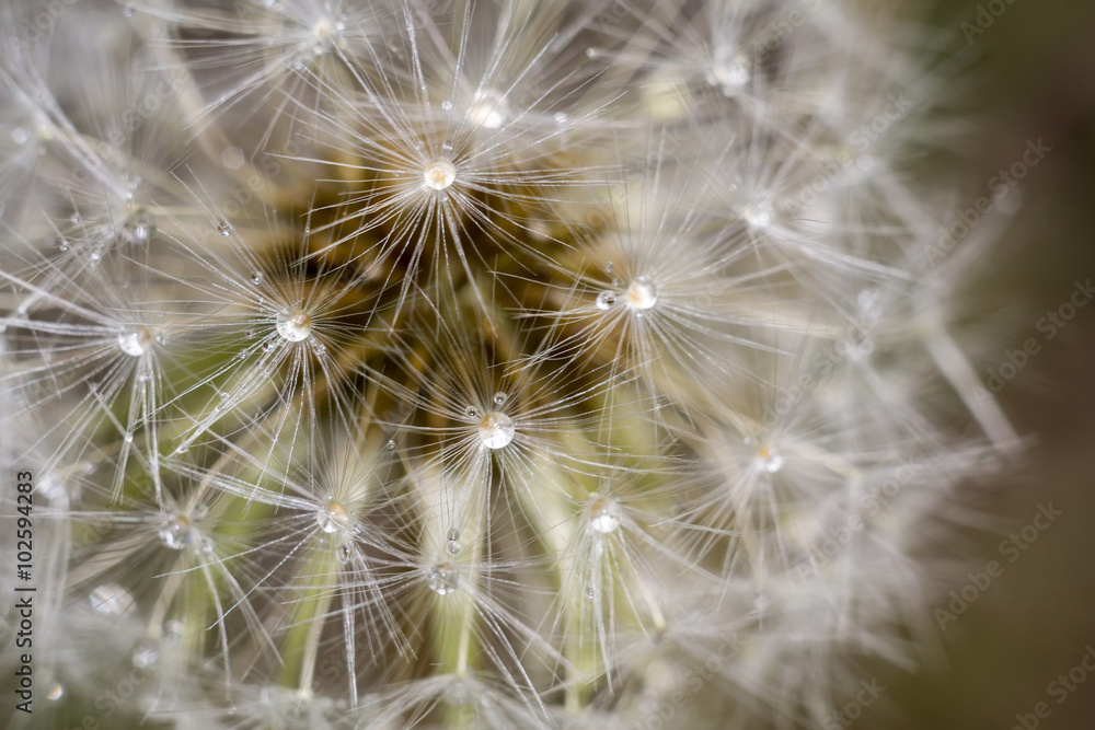 Dandelion with Water Drops Dandelion with Water Drops