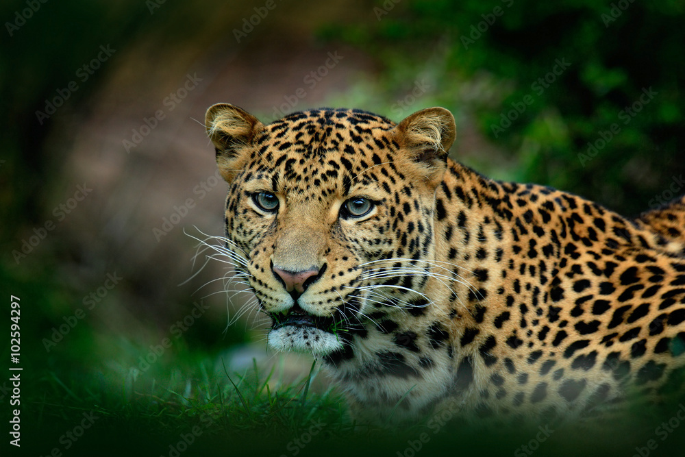 Fototapeta premium Lampart jawajski, Panthera pardus melas, portret kota