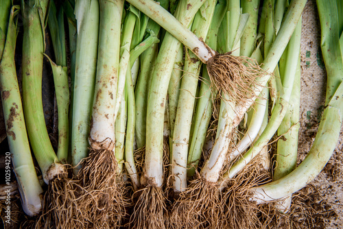 Pile of raw dirty leek