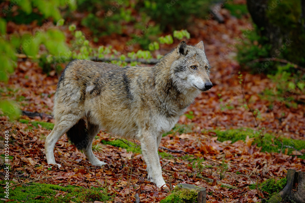 Gray wolf, Canis lupus, in the spring light green leaves forest