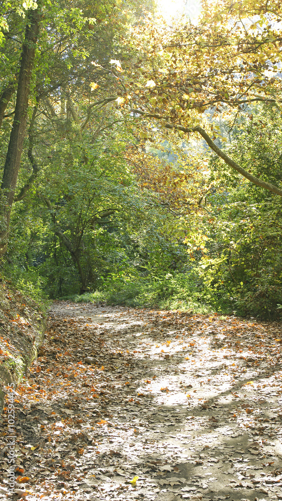 Camino en el bosque de Collserola, Barcelona Camino en el bosque de Collserola, Barcelona