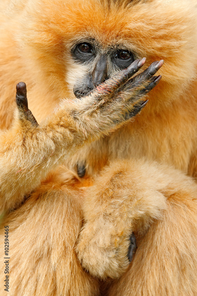 Obraz premium Orange monkey Northern white-cheeked gibbon Nomascus leucogenys, hand with long fingers before face, Vietnam