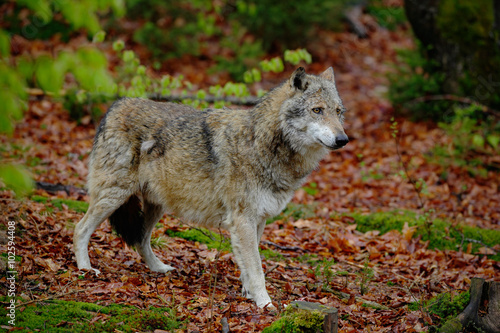 Gray wolf  Canis lupus  in the spring light green leaves forest