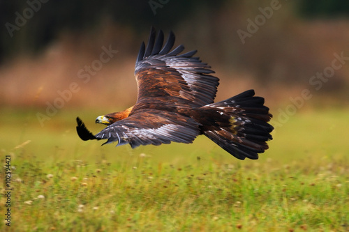 Golden Eagle, flying above flowering meadow, brown bird of prey with big wingspan, Norway photo