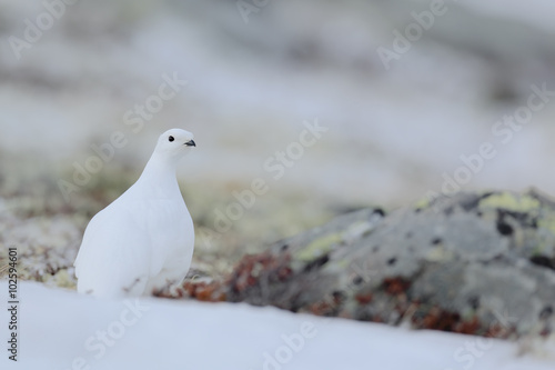 Rock Ptarmigan, Lagopus mutus, white bird sitting on the snow, Norway