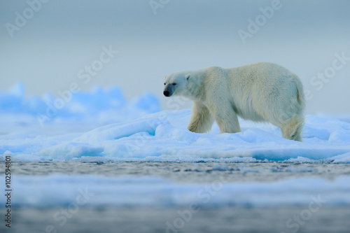 Big polar bear on drift ice with snow in Arctic Svalbard